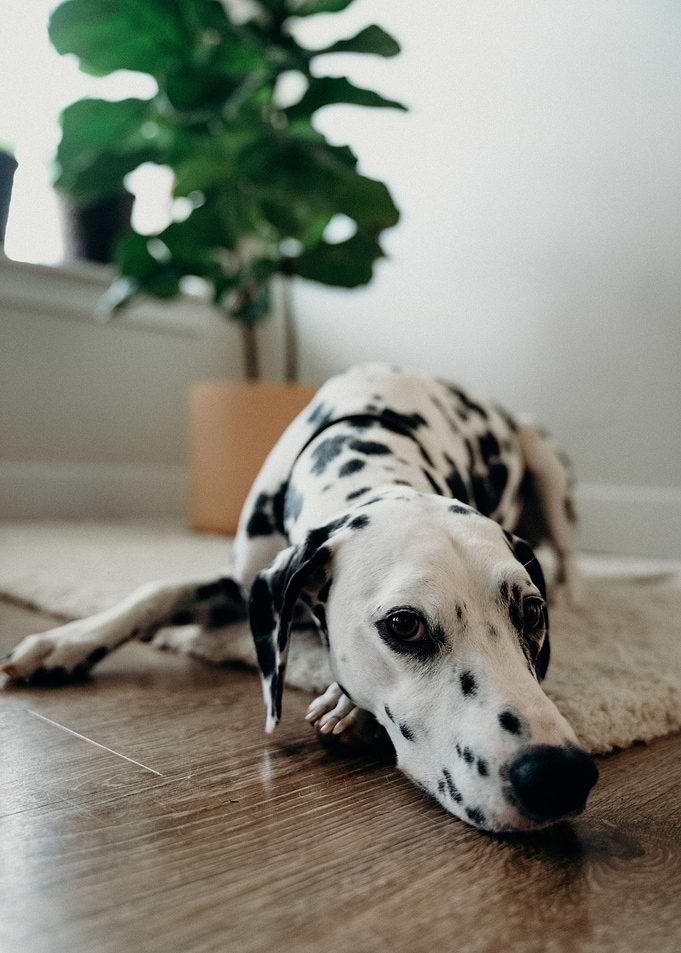 Dalmatian a spotty friend