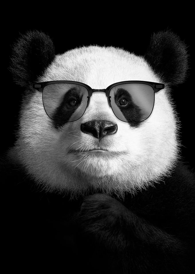 Cool panda poster