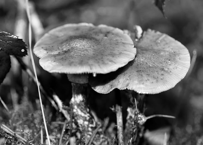 Mushrooms black and white