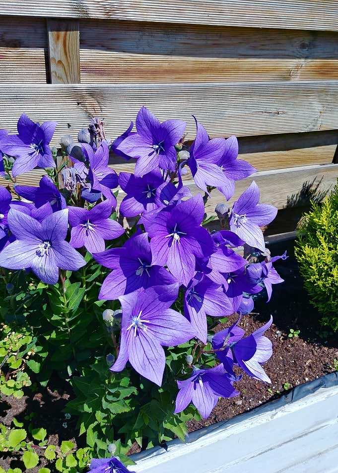 largeflowered