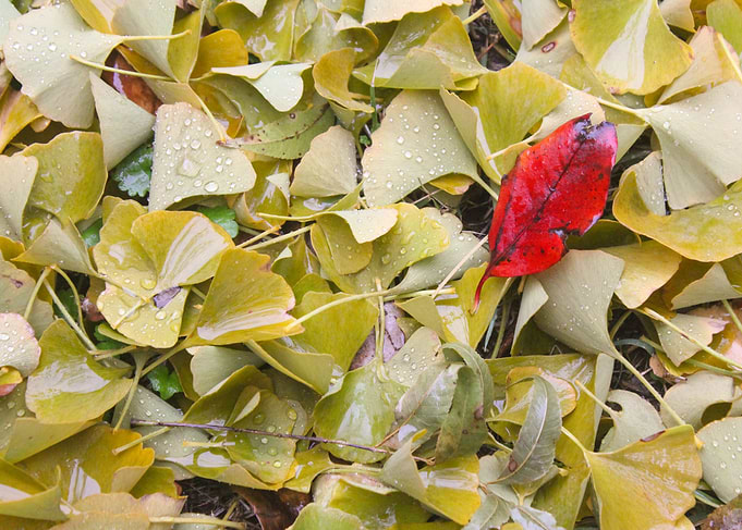 Ginkgo Contrast