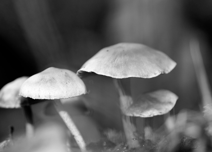 Mushrooms black and white