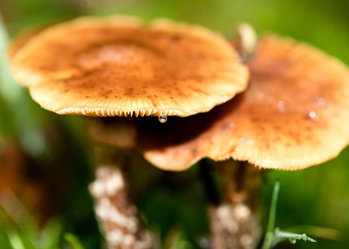 Trippy mushrooms close up