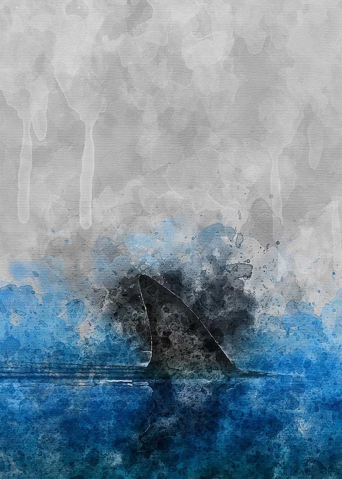 Shark
