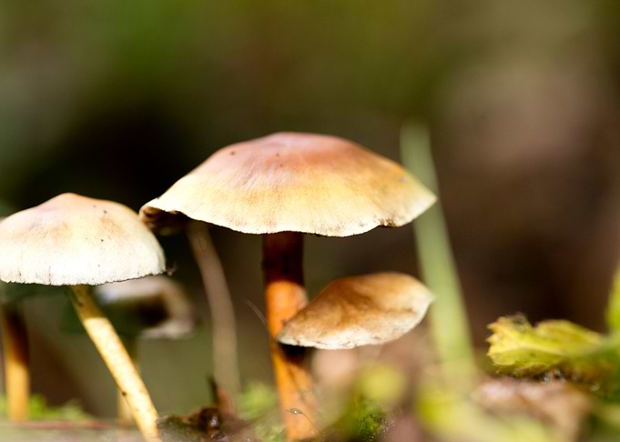 Trippy mushrooms close up