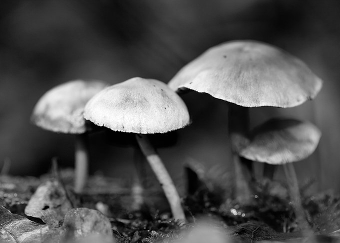 Mushrooms black and white