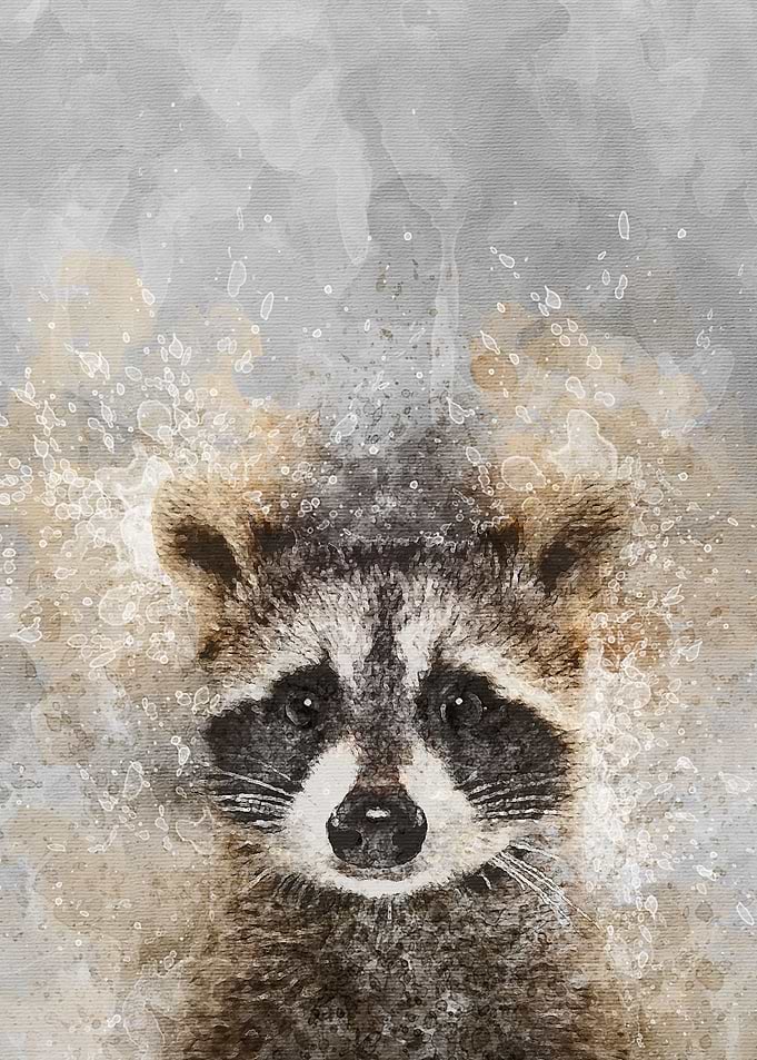Raccoon