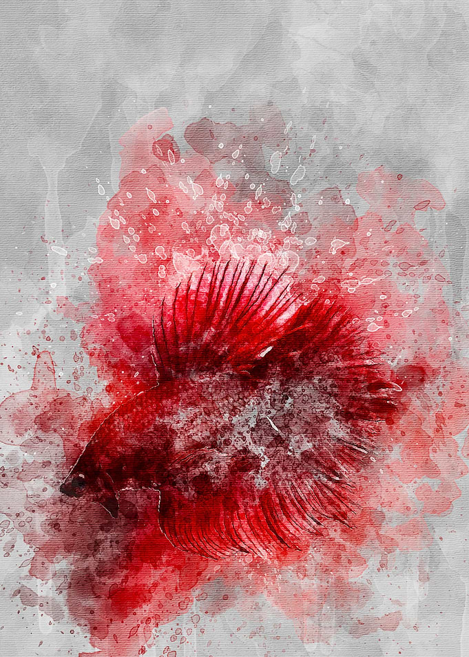 Siamese Fish