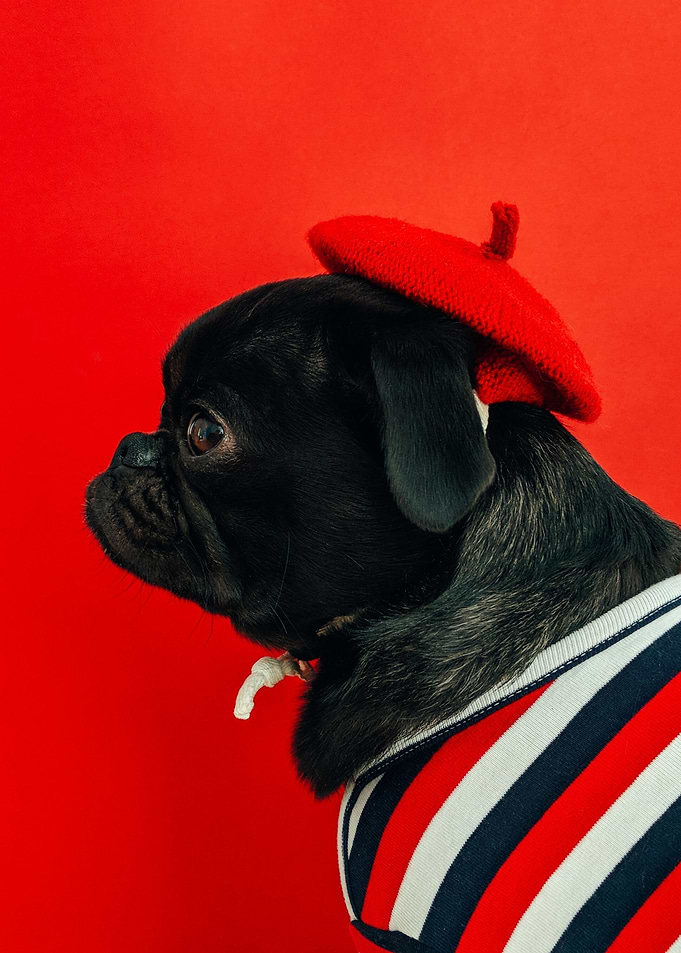 Baret Pug