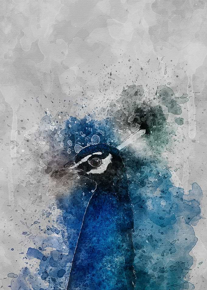Peacock