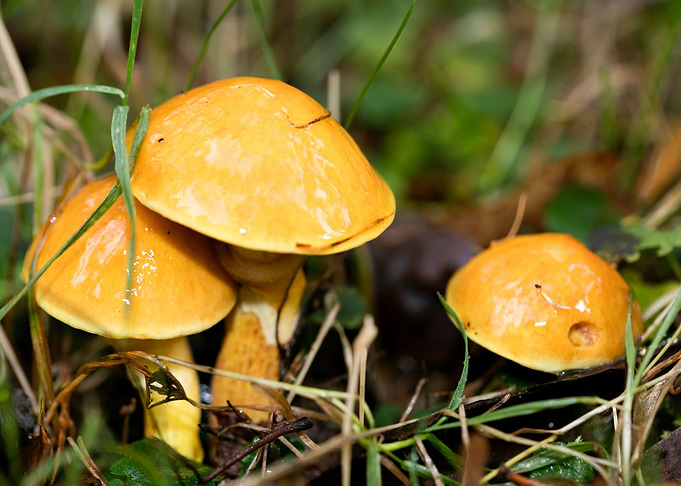 Trippy mushrooms close up