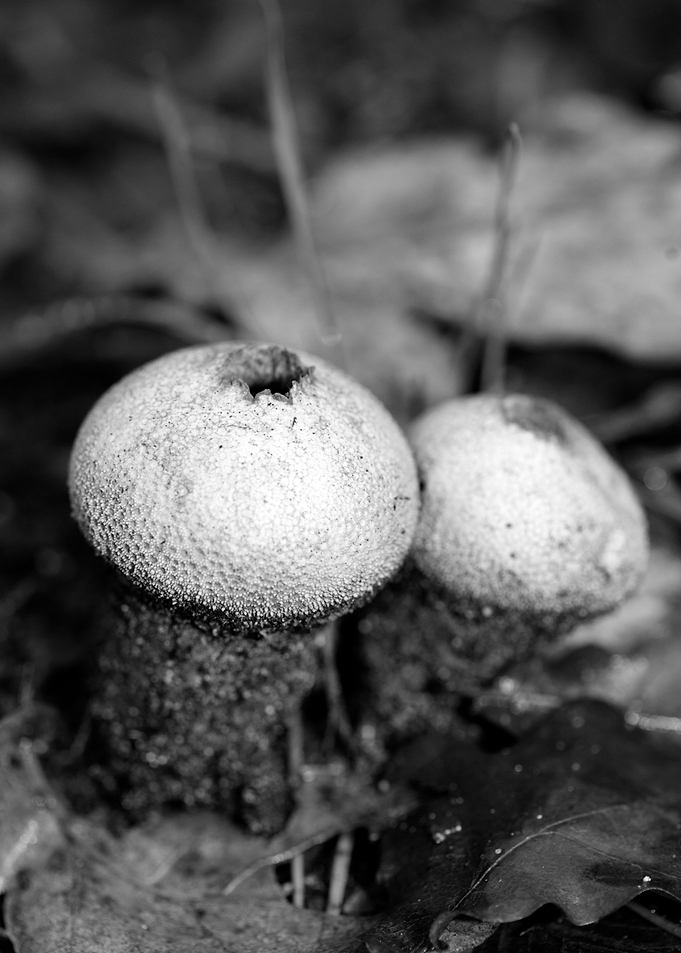 Mushrooms black and white