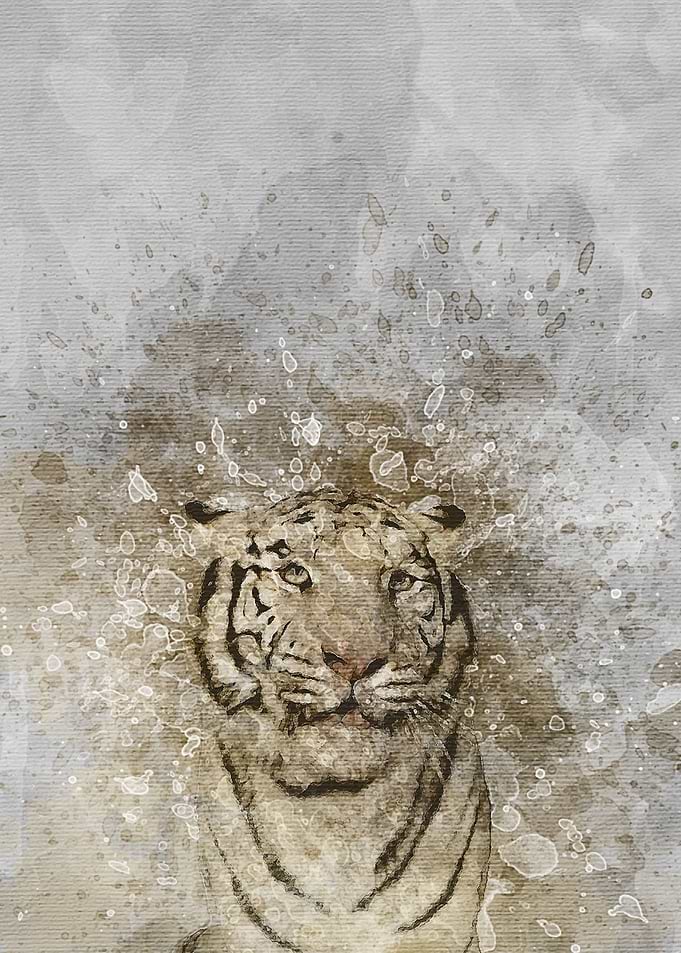 White Tiger