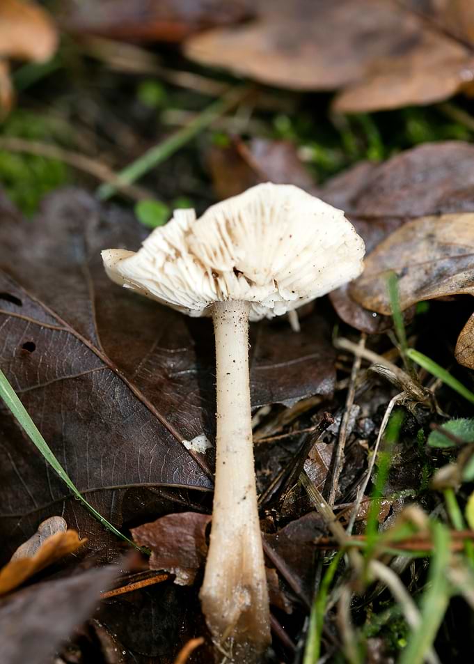 Trippy mushrooms close up