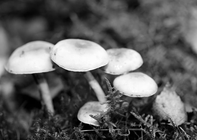 Mushrooms black and white