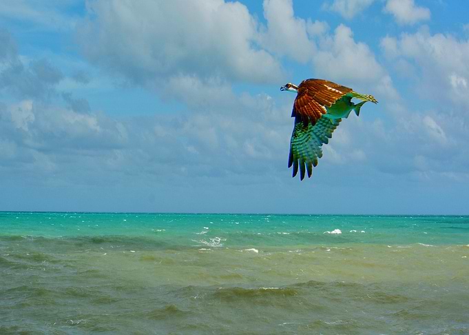 lucky osprey with dinner