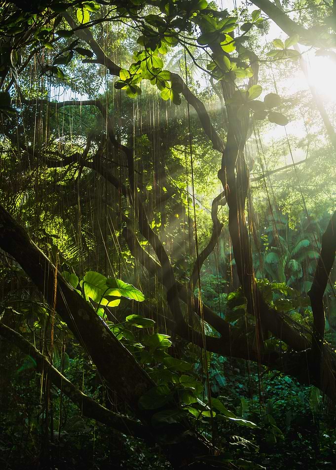 Rainforest 1