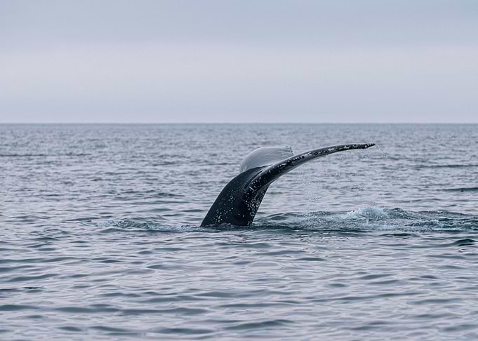 Goodbye whale