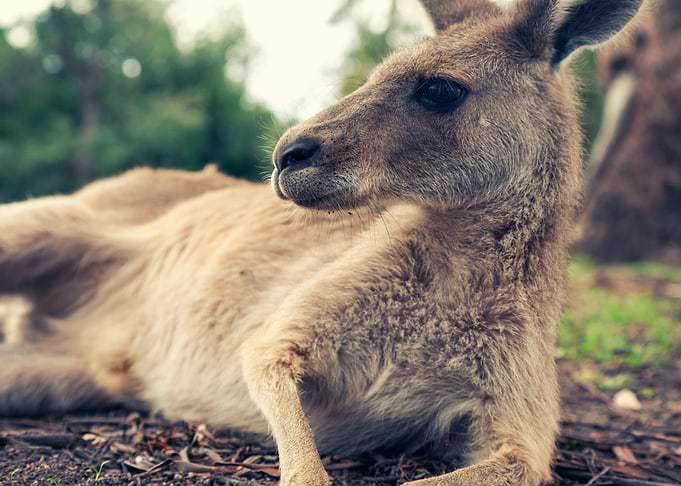 Kangaru