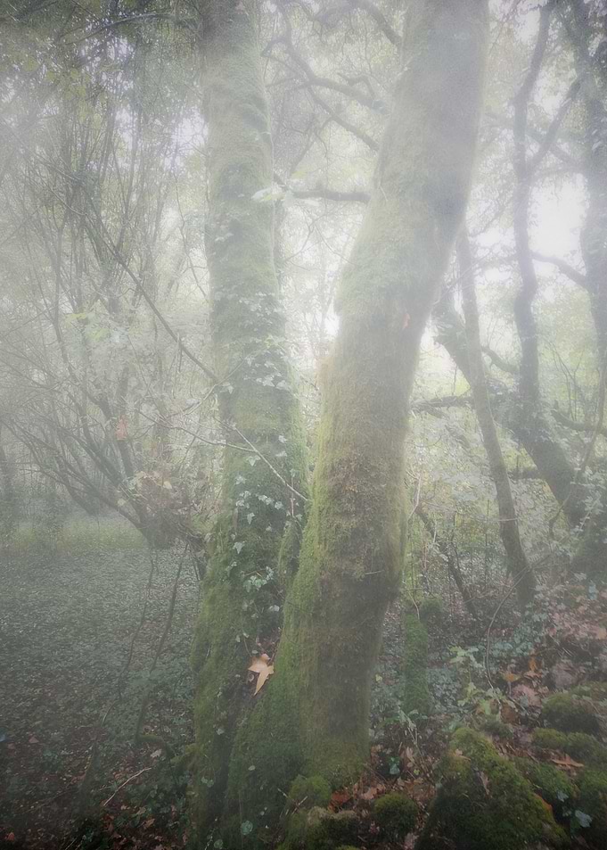 Foggy morning