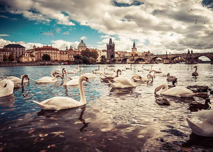 White Swans