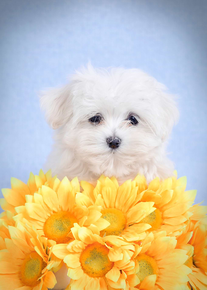 Maltese puppy