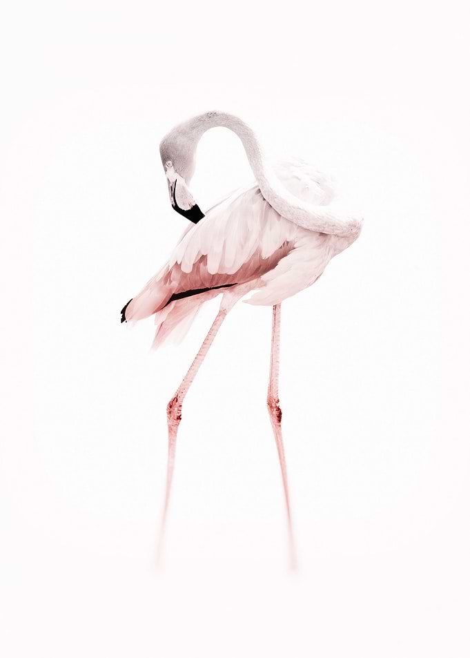 Pink Toned Faded Flamingo