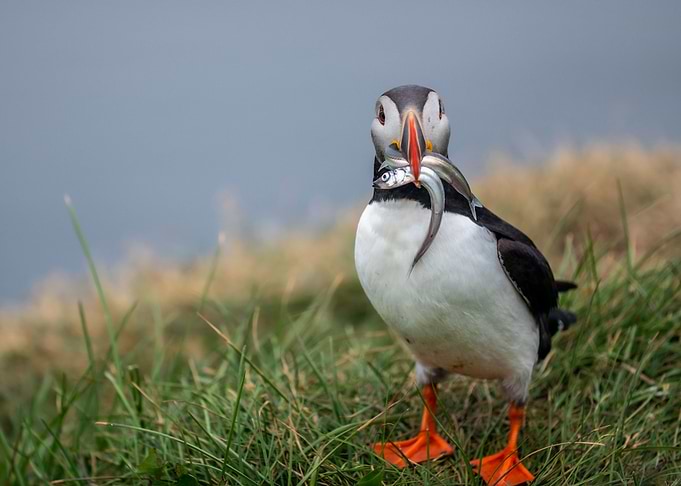 Hungry Puffin