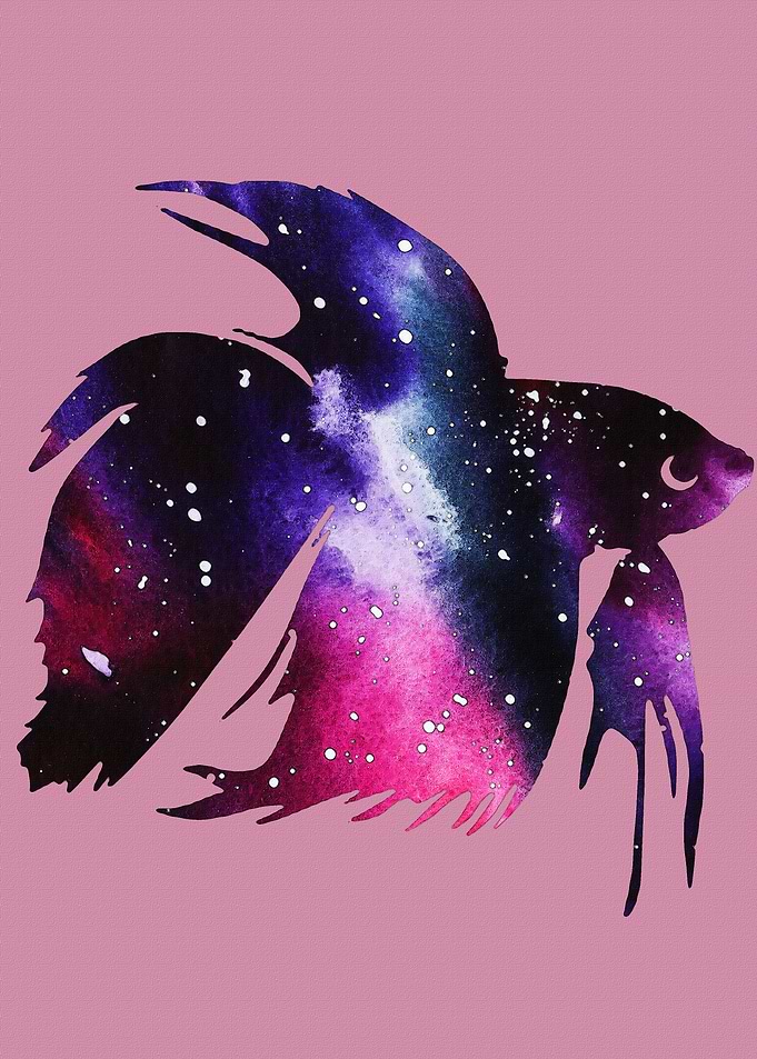 Betta fish with a space