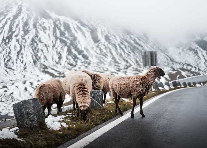 Sheep Crossing Road
