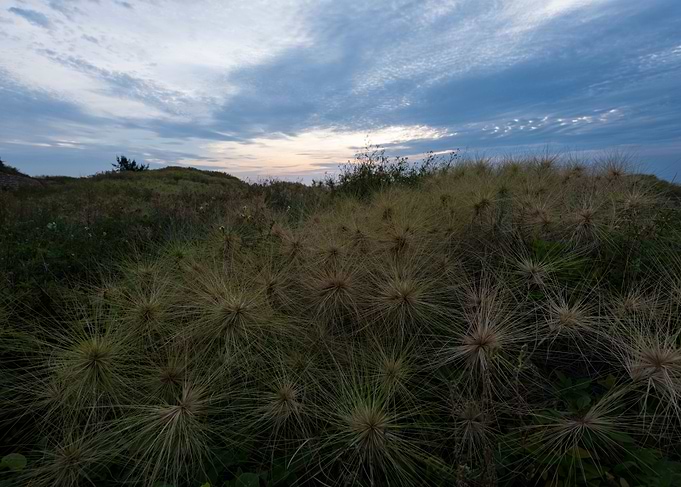 Wheel grass