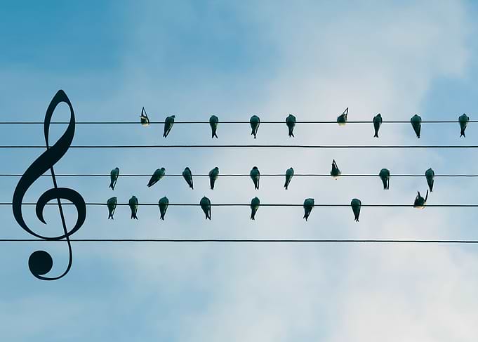 Birdsong