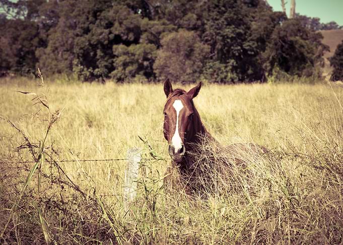 Beautiful Horse
