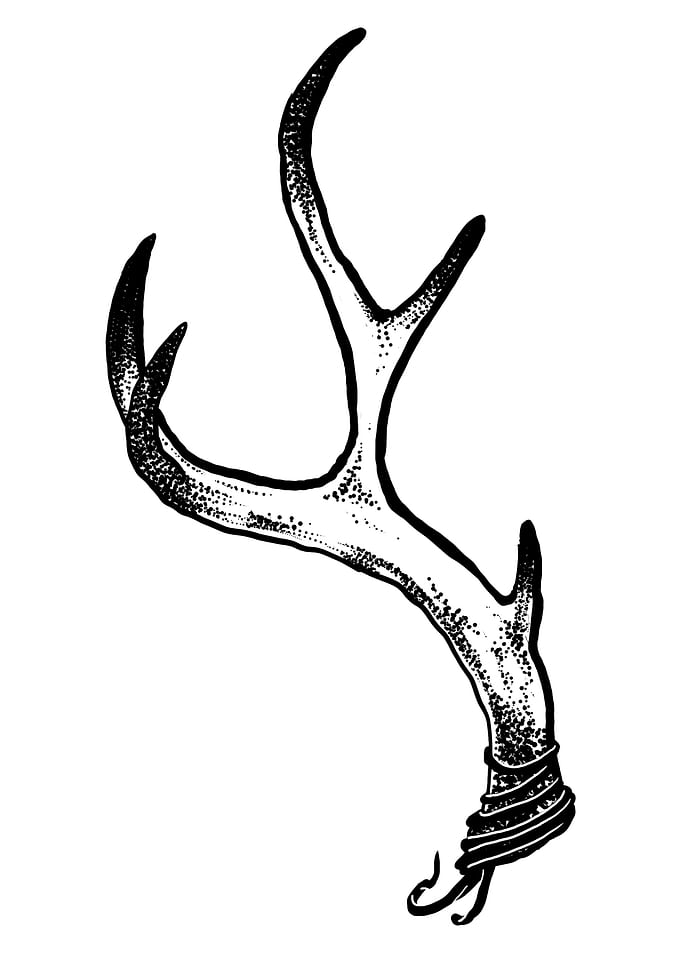 Deer antler