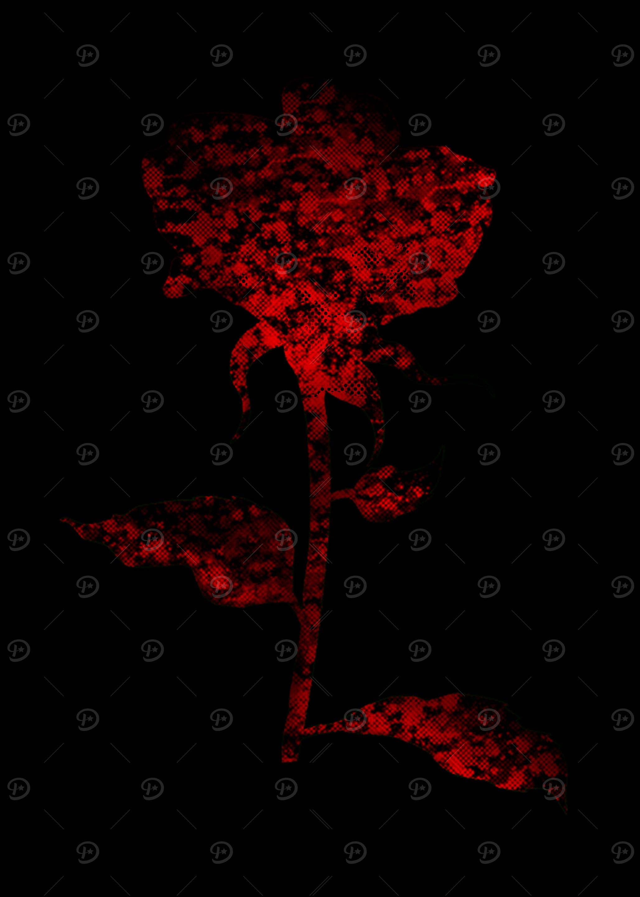 rose with light spots