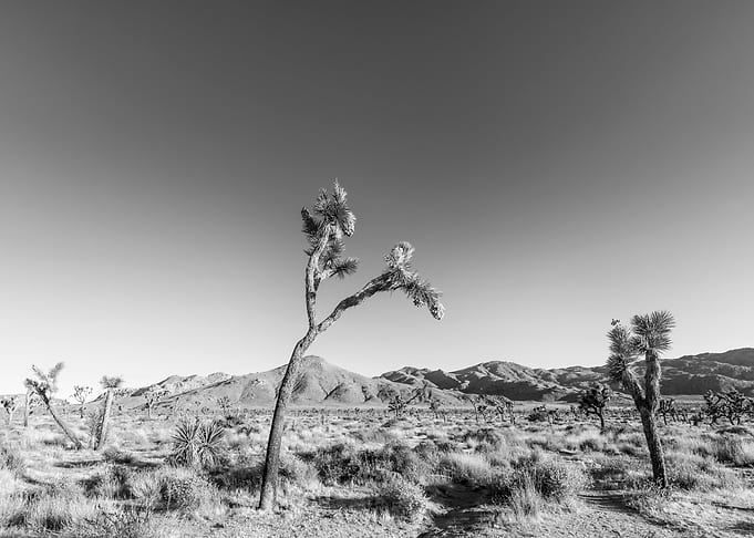 Joshua Tree Scenery