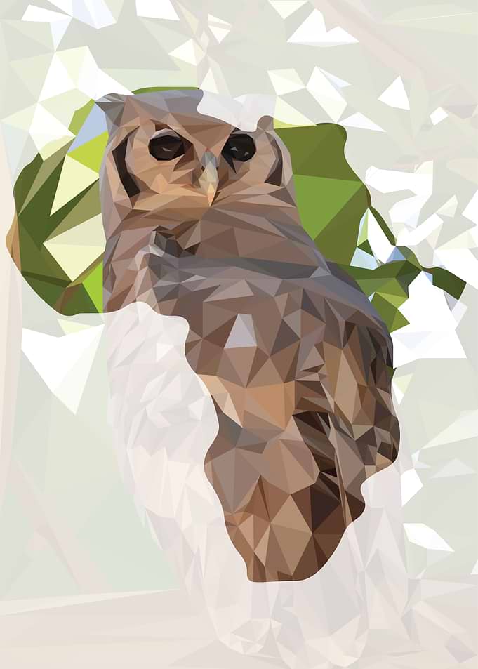 Owl in Africa
