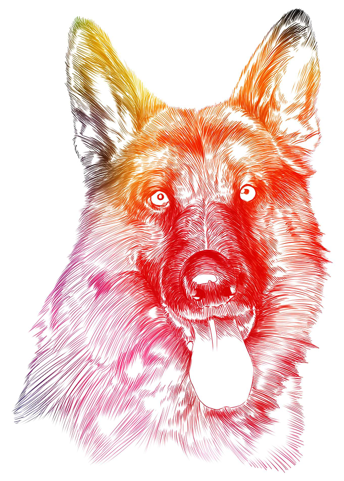 German Shepherd Dog