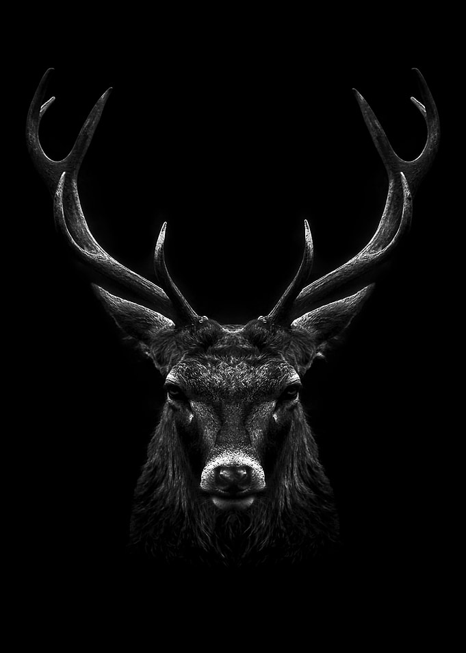 black deer head poster