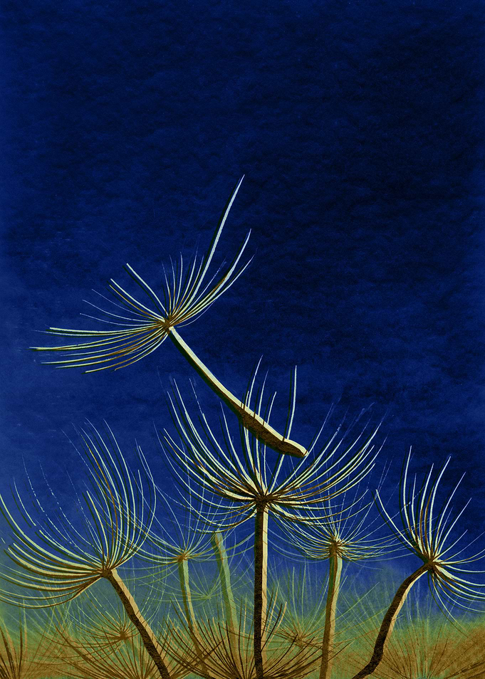 Seeds and Dreams