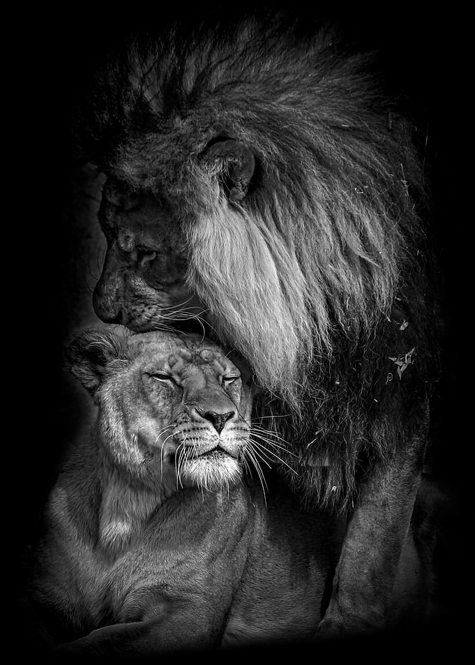wild Lions love black