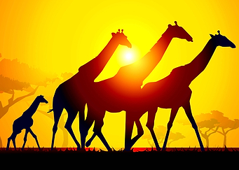 Giraffes at Sunset