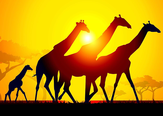 Giraffes at Sunset