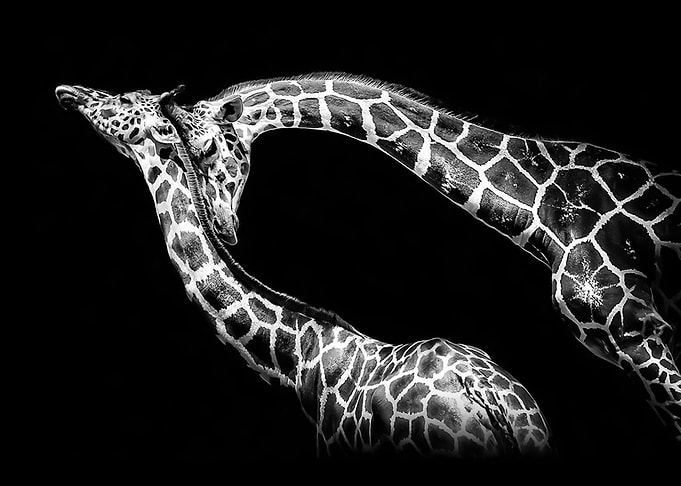 giraffes love poster