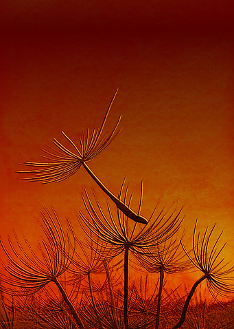 Red Wind