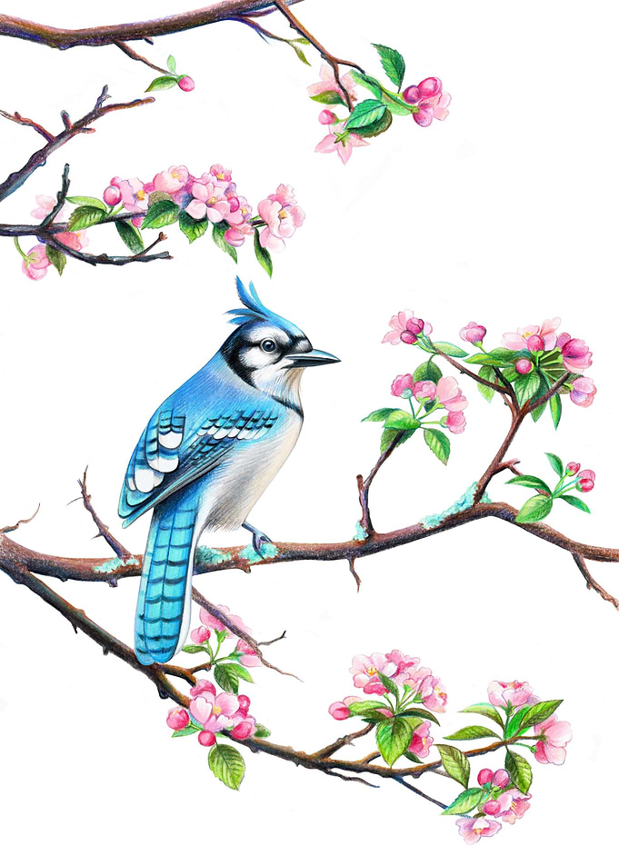 Blue jay