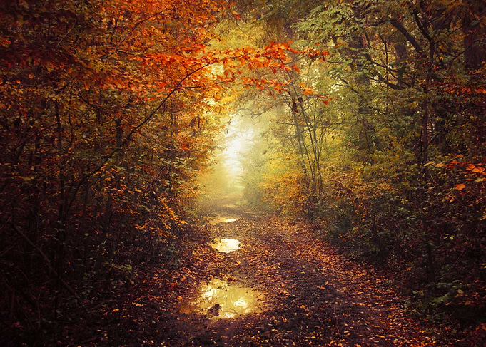 Colorful autumn forest