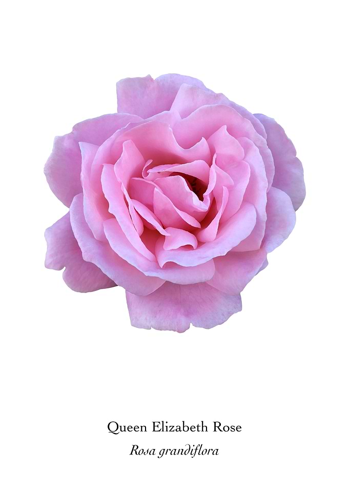 Queen Elizabeth Rose