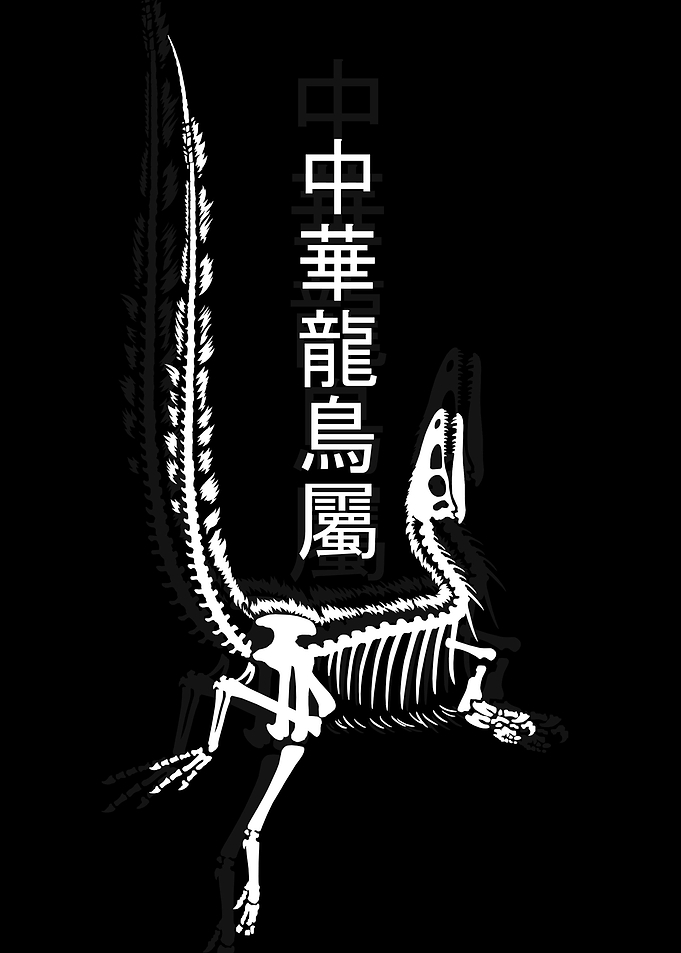 Sinosauropteryx Skeleton