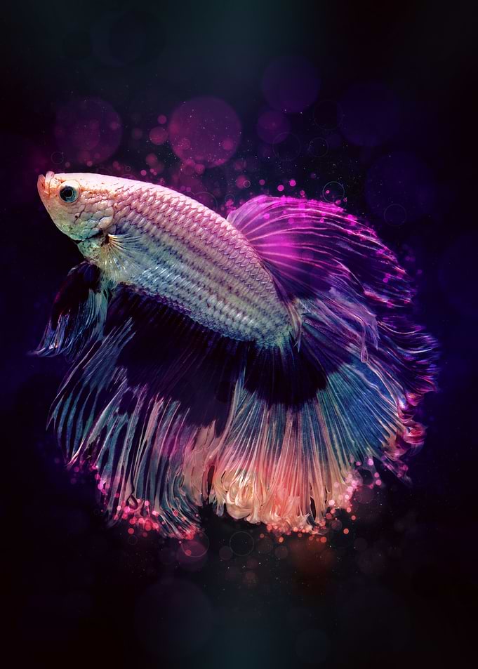 Betta Fish 15